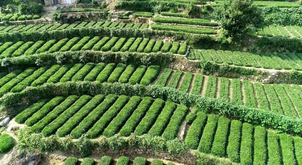 崂山龙须绿茶通过全国名特优新农产品