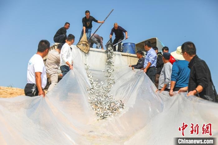 图为工作人员在鄱阳湖岸边开展长江江豚饵料鱼应急投喂工作。　刘力鑫 摄