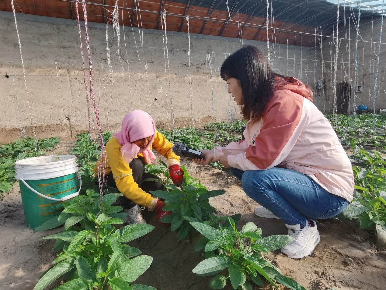 裴爱民挨个给人参果疏枝掐叶