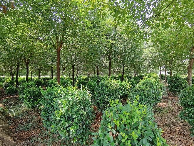 萍乡市五峰林场苗木基地(李梦丽 摄)
