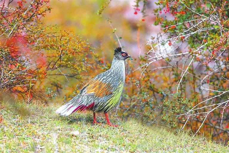 血雉 新甘肃&middot;甘肃日报通讯员 李文盛