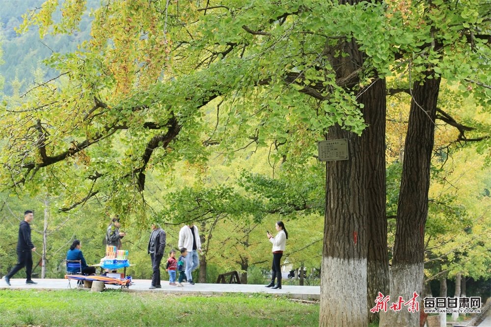 打卡"中国最美银杏村落"：上百棵千年古树披"金甲"