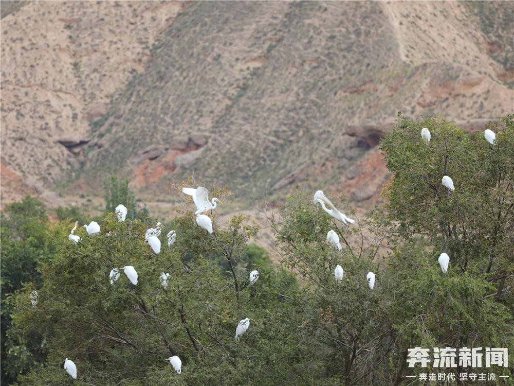 一群白鹭打卡兰州新区秦王川国家湿地公园