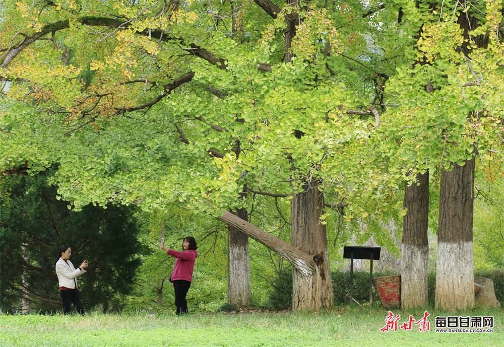 打卡"中国最美银杏村落"：上百棵千年古树披"金甲"