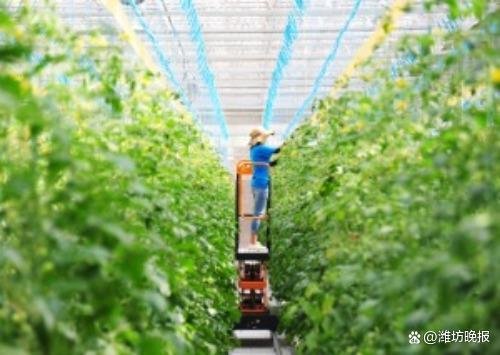东篱田园综合体工作人员正在培育新型种苗。潍坊日报社全媒体记者 姜斌 摄