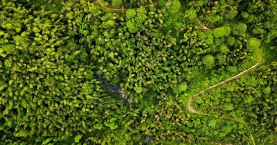“百场兴百业、百场带百村”林业建设(仙女湖区东坑林场 提供)