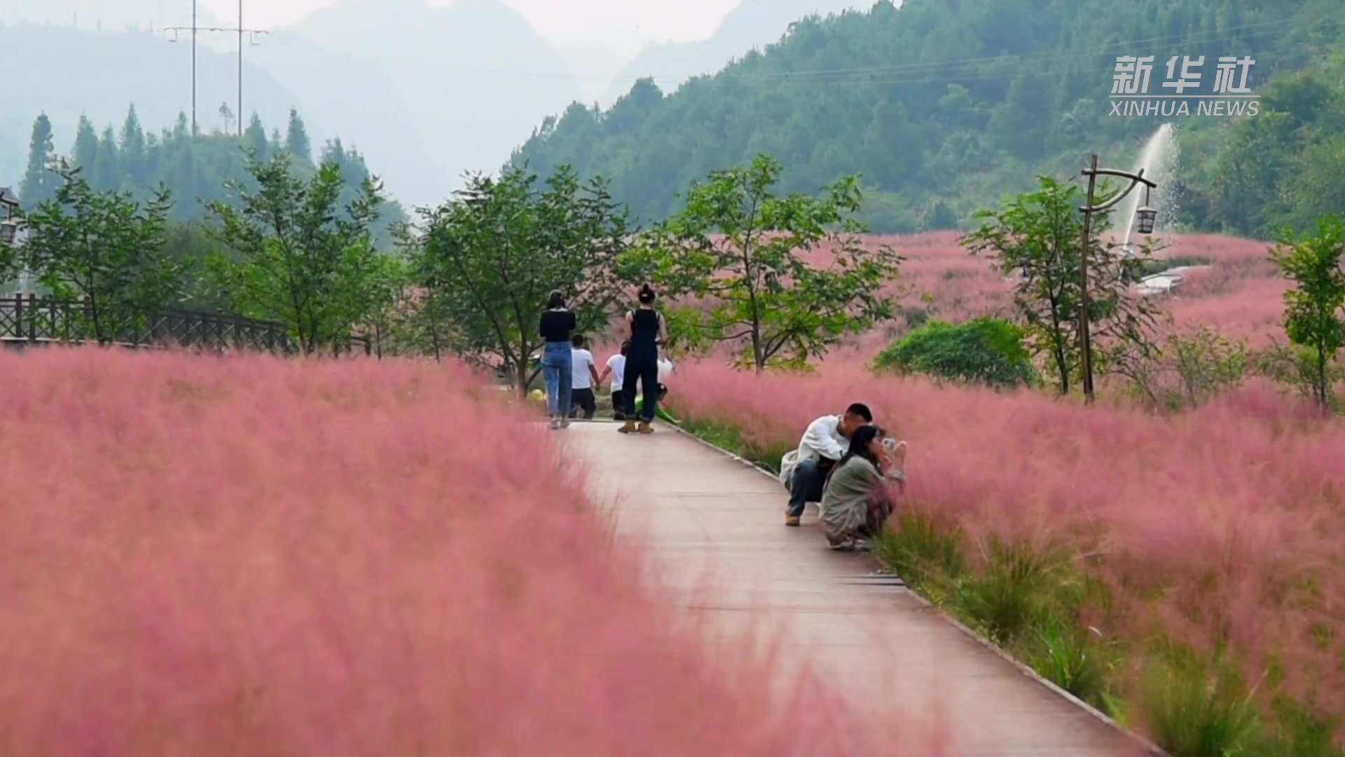 贵州长顺：粉黛花海引客来