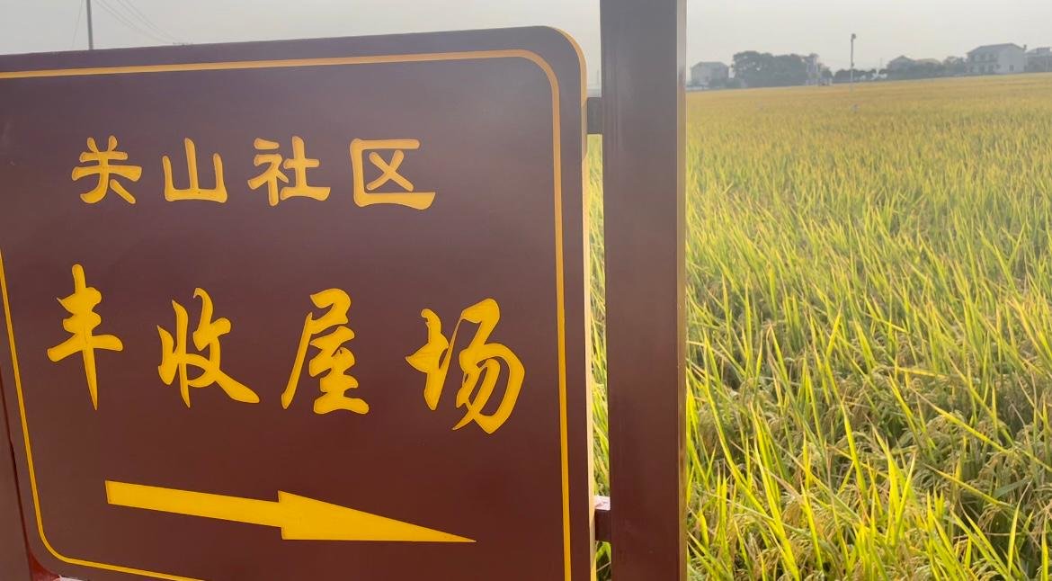 在关山研发基地的试验田，记者看到，有一片稻田已经是一片喜人的金黄，沉甸甸的稻穗倾泻而下，谷粒饱满结实。