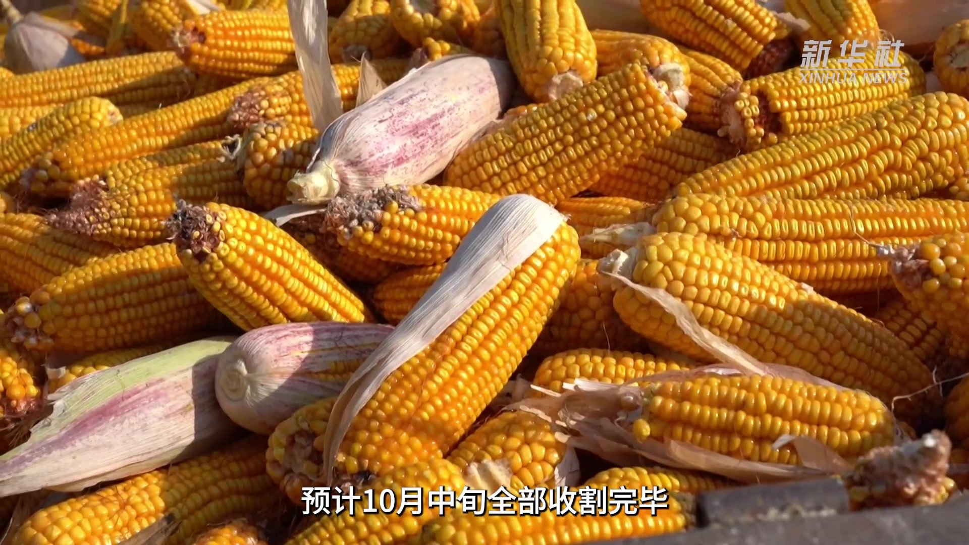 机收玉米 秸秆还田 山西夏县玉米进入收获期