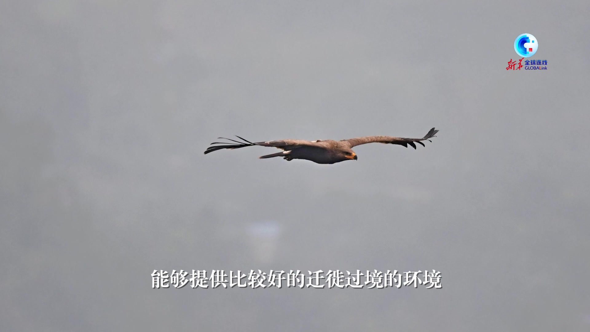 全球连线|生态修复让山水重庆成为“鹰飞之城”_凤凰网视频_凤凰网