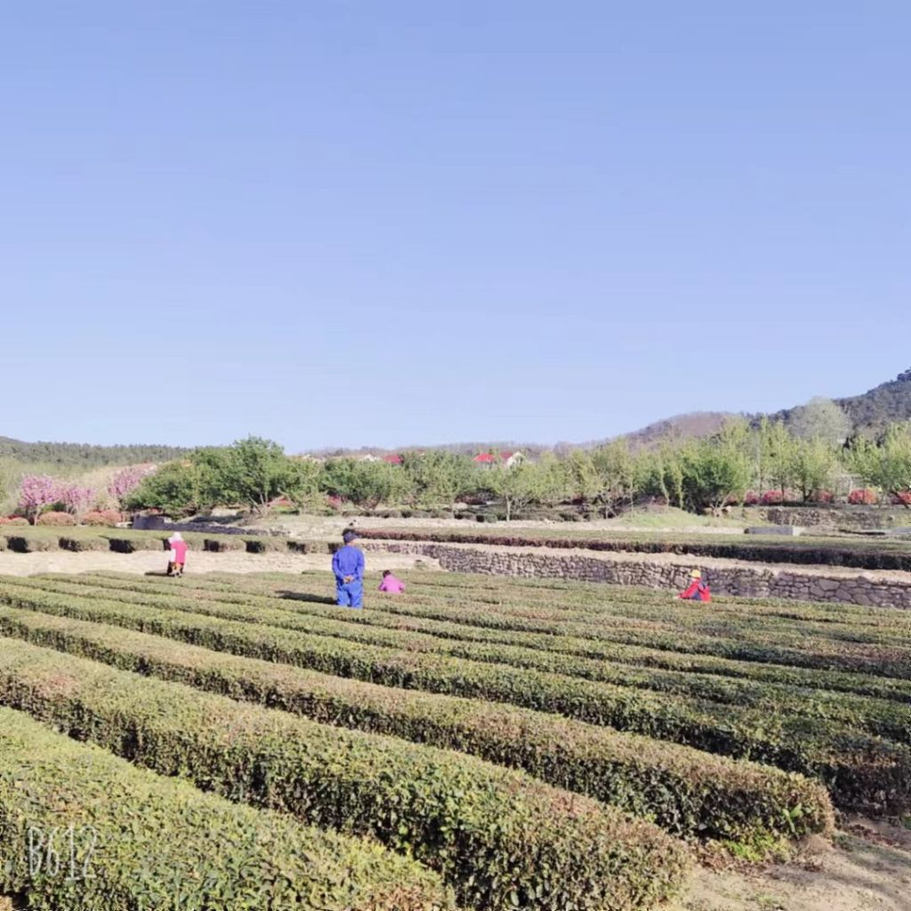 崂山龙须绿茶通过全国名特优新农产品