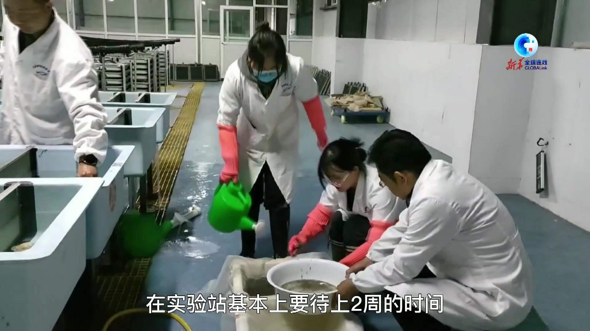 全球连线｜青海湖裸鲤人工繁育记