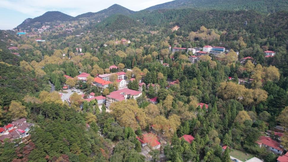 庐山:梧桐叶黄秋色浓(图)