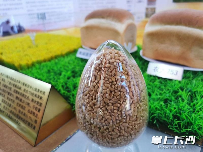 △由拼多多百亿农研专项提供支持，由中国农业大学农学院小麦研究中心培育的系列突破性小麦新品种亮相会场。宋佳印摄