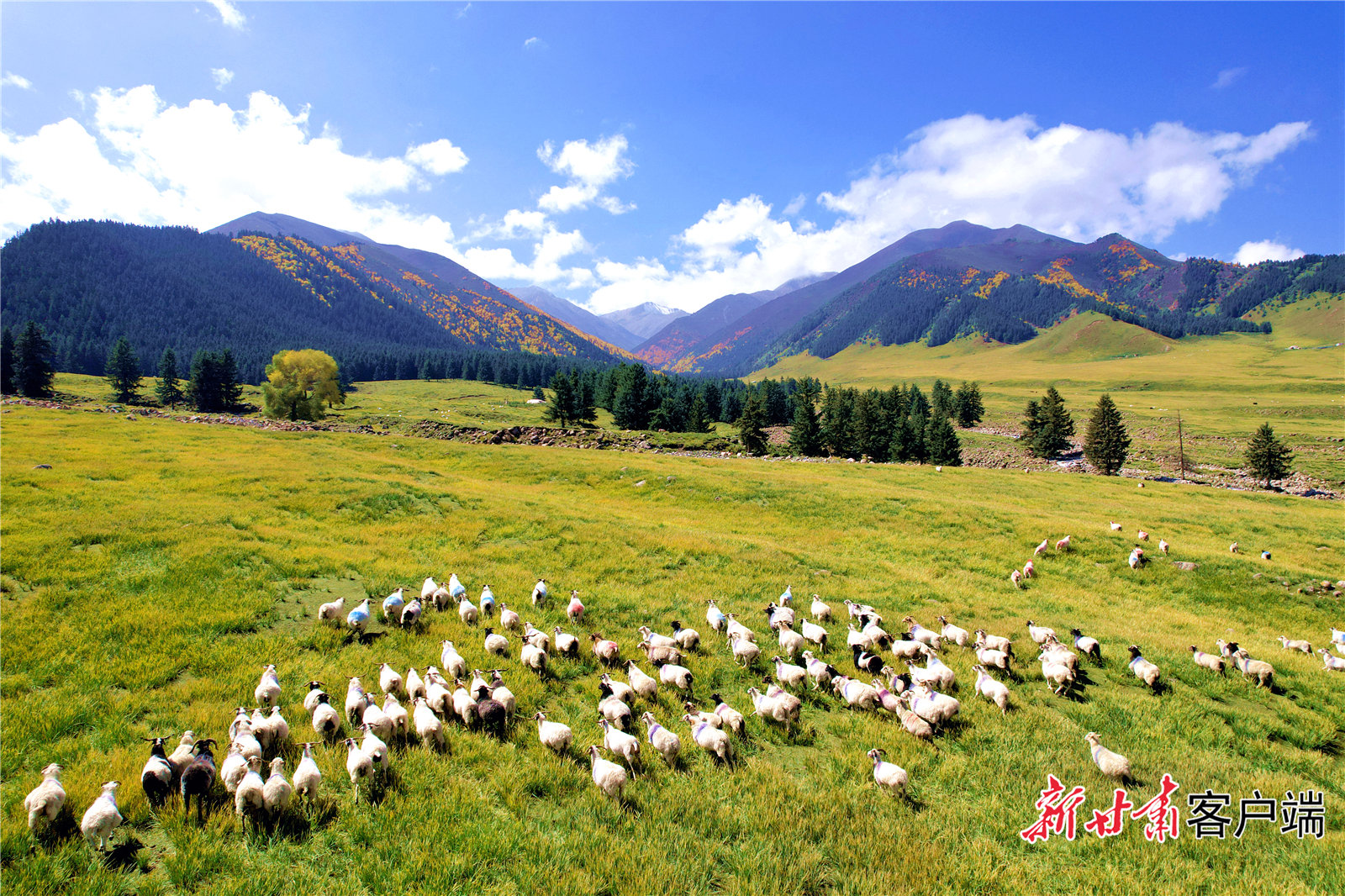 金秋时节，位于天祝县祁连镇的布尔智草原风景美如画。新甘肃·甘肃日报记者 金奉乾