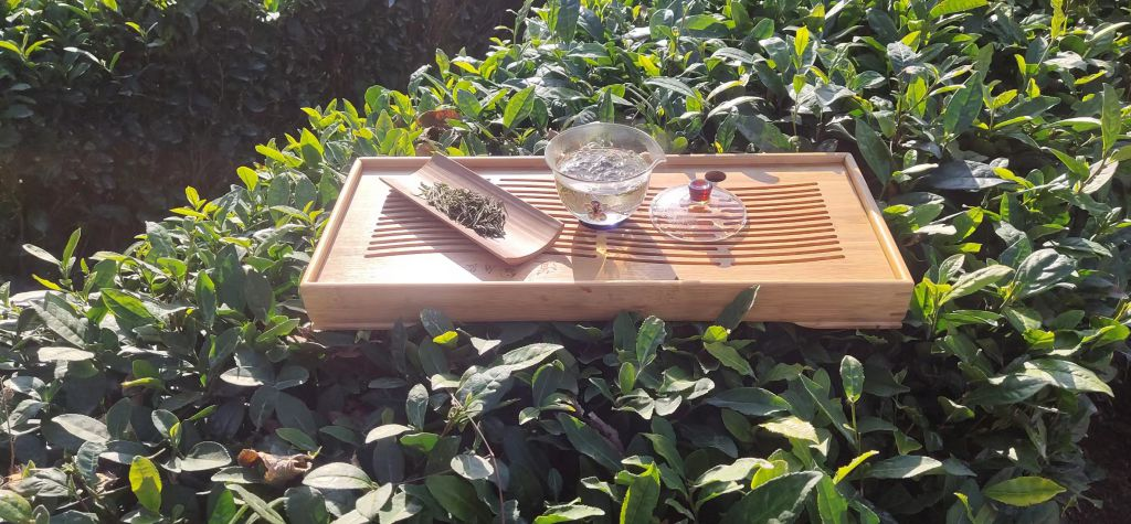 崂山龙须绿茶通过全国名特优新农产品