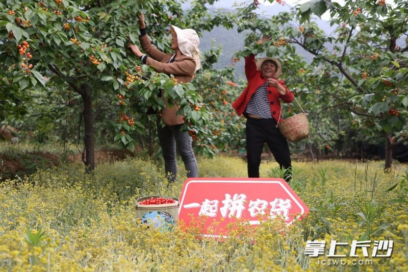 △自拼多多等电商平台走进大凉山，德昌县的樱桃种植户们收入也随之增加了。吴小川 摄