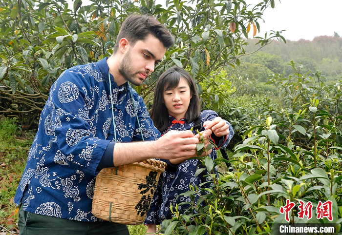 碧螺春茶叶虽小，却大有乾坤。从种植到炒制，都蕴含着江南人的智慧。江苏省苏州市吴中区开发了碧螺春主题的旅游线路，通过农旅相结合的方式推广碧螺春茶文化。 <a target='_blank' href='/'>中新社</a>发 曹仲 摄