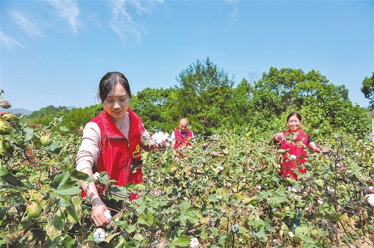 瑞昌市横港镇充分发挥基层党组织战斗堡垒作用,组织党员志愿秋收服务小分队深入田间地头,帮助棉农采摘棉花。 特约通讯员 魏东升摄