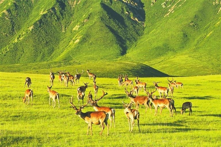 祁连山下呦呦鹿鸣 新甘肃&middot;甘肃日报通讯员 郎文瑞