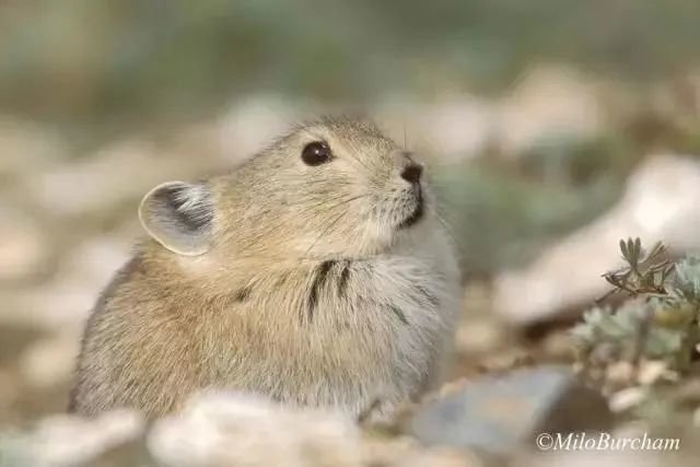 网红“狲思邈”意外死亡!它对人类的贡献绝不止可爱_凤凰网