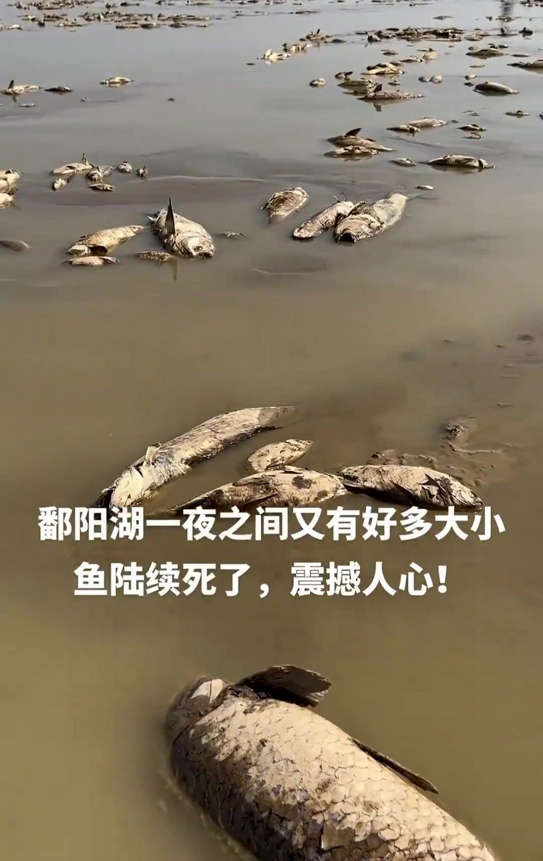 鄱阳湖现状，死鱼望不到边际