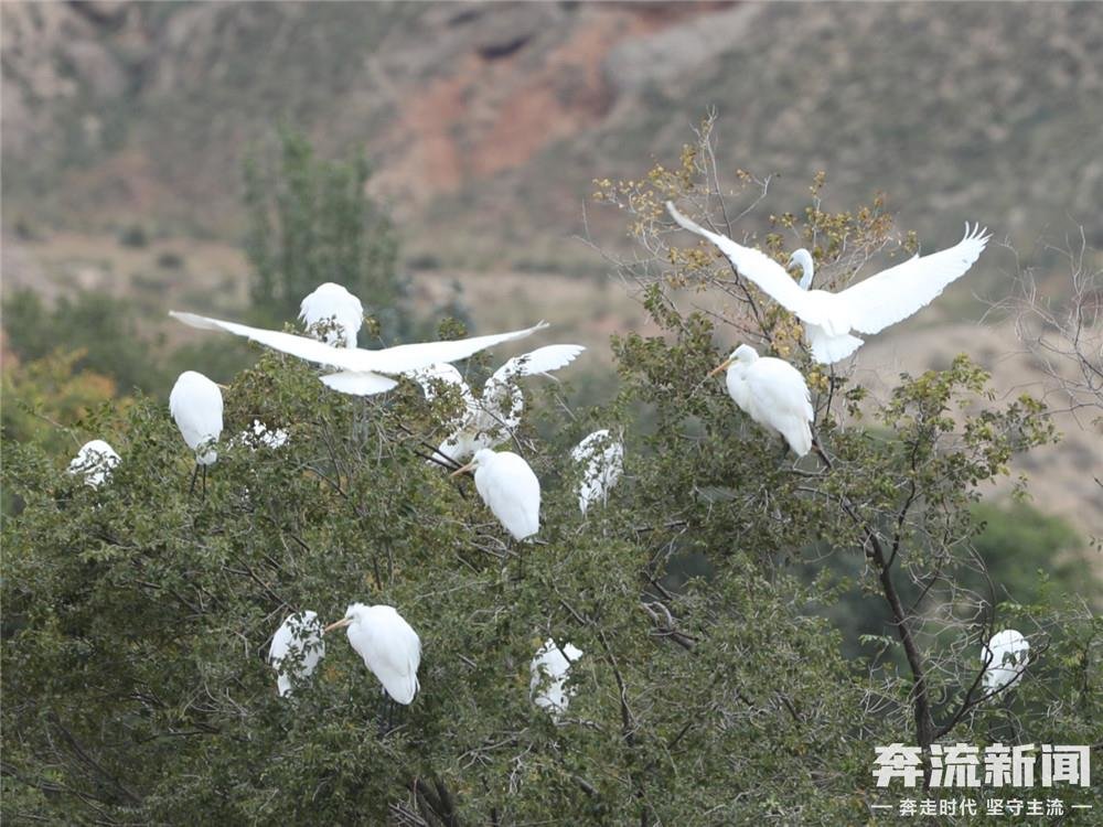 一群白鹭打卡兰州新区秦王川国家湿地公园