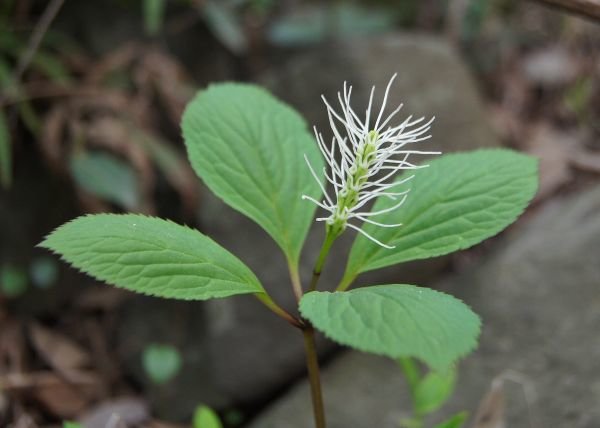 丝穗金粟兰的药隔颜色是白色的。供图：赵鑫磊