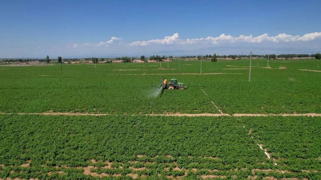 ▲3万亩马铃薯种植基地