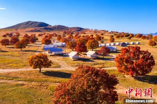 五角枫林中的露营地。 毕力格 摄