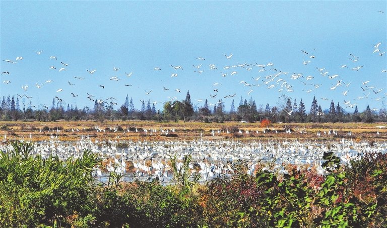 鄱阳湖畔余干县康山垦殖场插旗洲分场，成群的白鹤在田间飞翔、觅食和嬉戏。本报记者 徐 铮摄