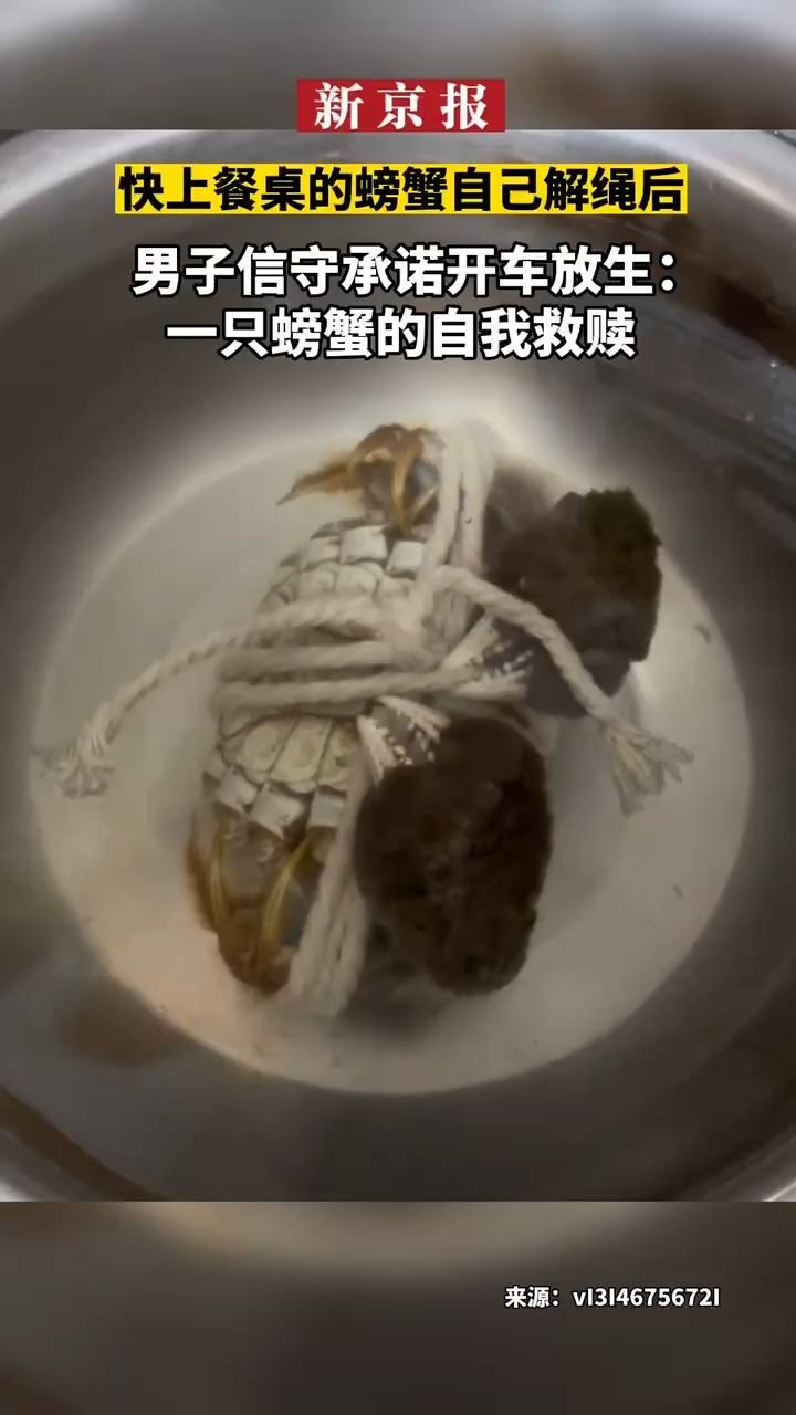 #快上餐桌的螃蟹自己解绳后#男子信守承诺开车放生：一只螃蟹的自我救赎