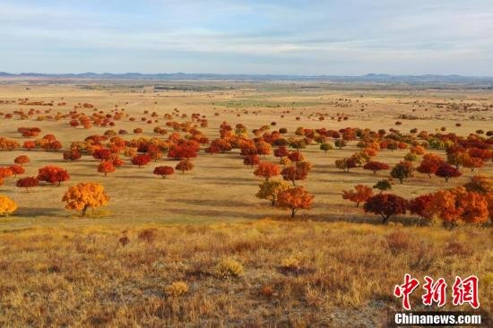 疏林草原全貌。 梁永峰 摄