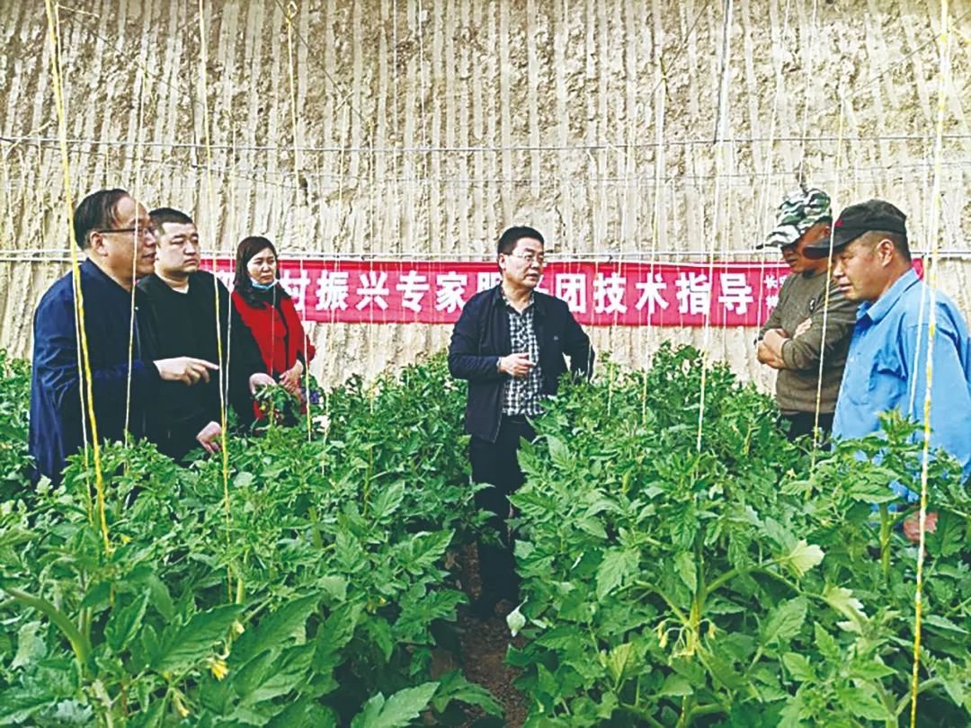 乡村振兴专家服务团实地开展技术指导