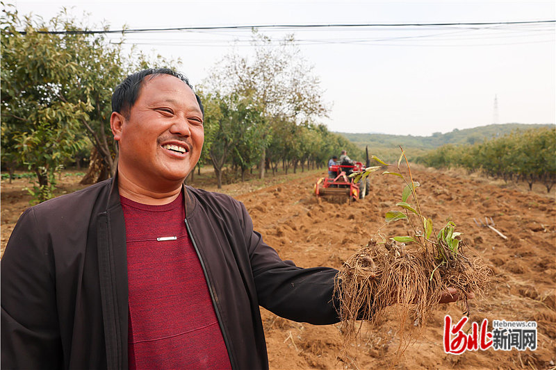 苍术喜获丰收，种植基地负责人赵海义向大家展示刚收获的苍术。 通讯员李少华摄.jpg