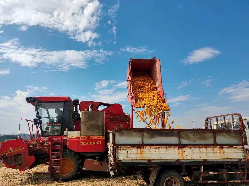 绿色引领粮食高质高效发展 青岛市玉米实收测产再创佳绩