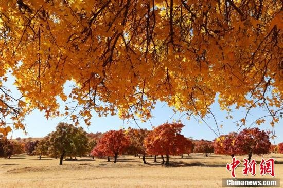 五角枫以五裂树叶、纵裂粗糙的树皮呈现出不一样的魅力。 梁永峰 摄