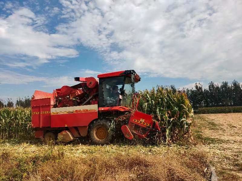 绿色引领粮食高质高效发展 青岛市玉米实收测产再创佳绩