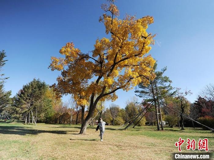 小朋友在色木槭树下玩耍 刘栋 摄