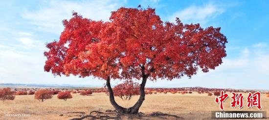 10月,内蒙古兴安盟科右中旗60727公顷五角枫开始由绿转黄、由黄渐橙、由橙变红,与湛蓝的天空、青黄的草地辉映,皴染了一幅“枫”情万种的优美画卷。 国建军 摄