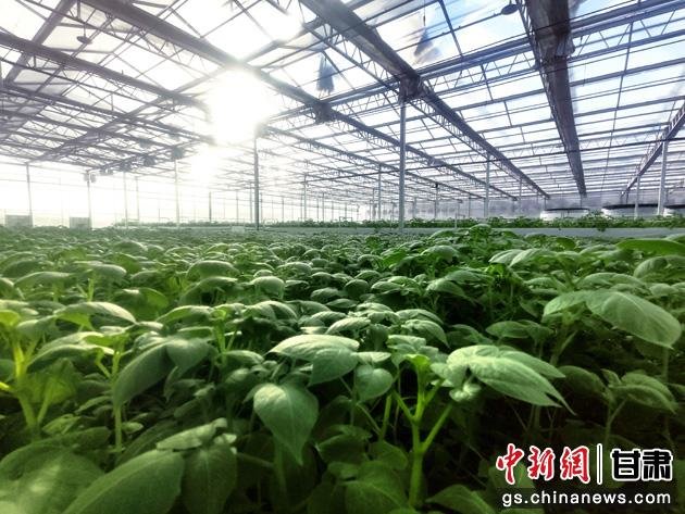 清晨,阳光照进庄浪县种薯繁育基地,薯苗沐浴在晨阳中。贺晓霞 摄