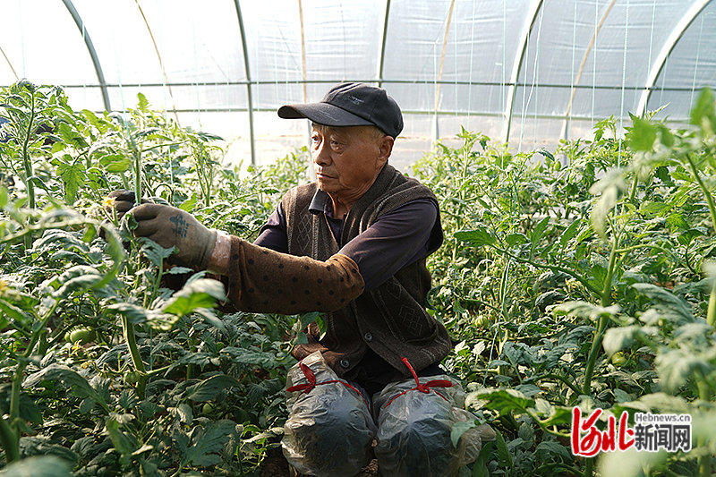 河北邢台:特色种植助增收凤凰网河北_凤凰网