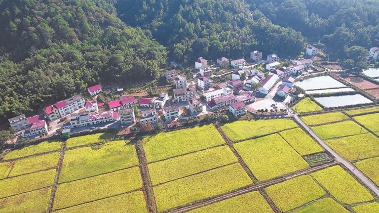 江泉种养专业合作社水稻种植基地一派丰收景象。