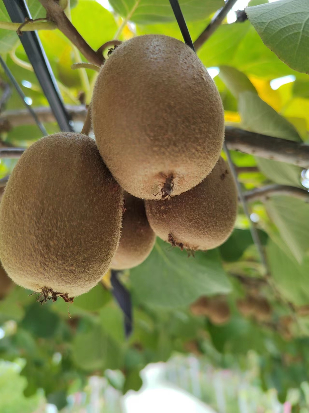 安徽东至县青山乡:相约猕猴桃"甜猕"之旅