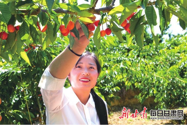 陇西县和平乡的樱桃红了