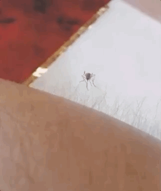 蚊子：那么近又那么远