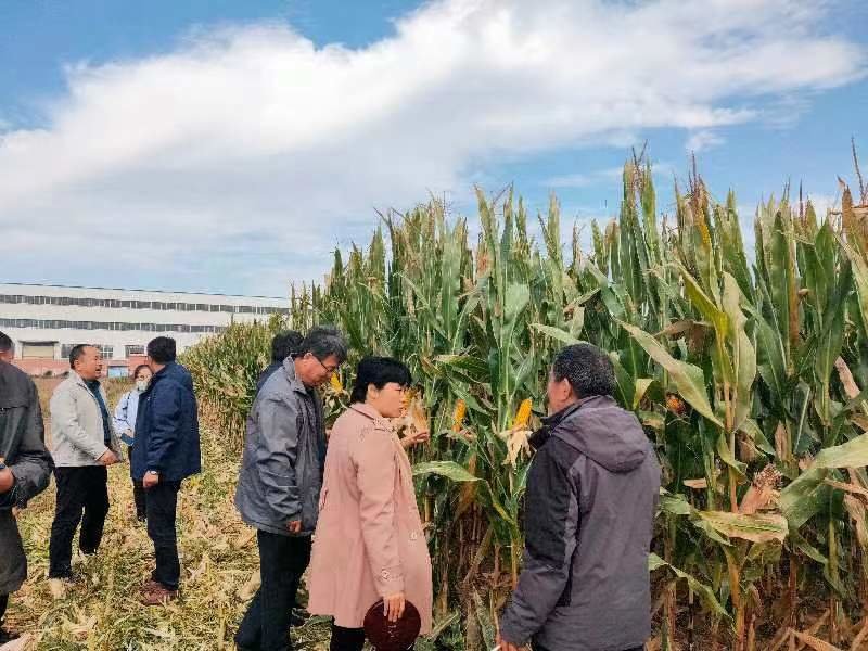 绿色引领粮食高质高效发展 青岛市玉米实收测产再创佳绩