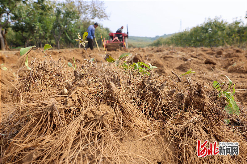 药农在收获苍术 。 通讯员李少华摄.jpg