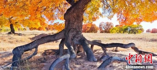 作为兴安盟疏林草原地貌的代表植被,五角枫以五裂树叶、纵裂粗糙的树皮呈现出不一样的魅力,在兴安盟大地上岁岁枯荣、枝开叶散,成为兴安盟最为独特的地域形象品牌。国建军 摄