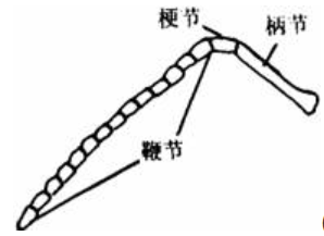 蚊子居然有“头发”？